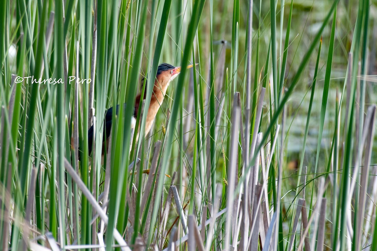 Least Bittern - ML166656331