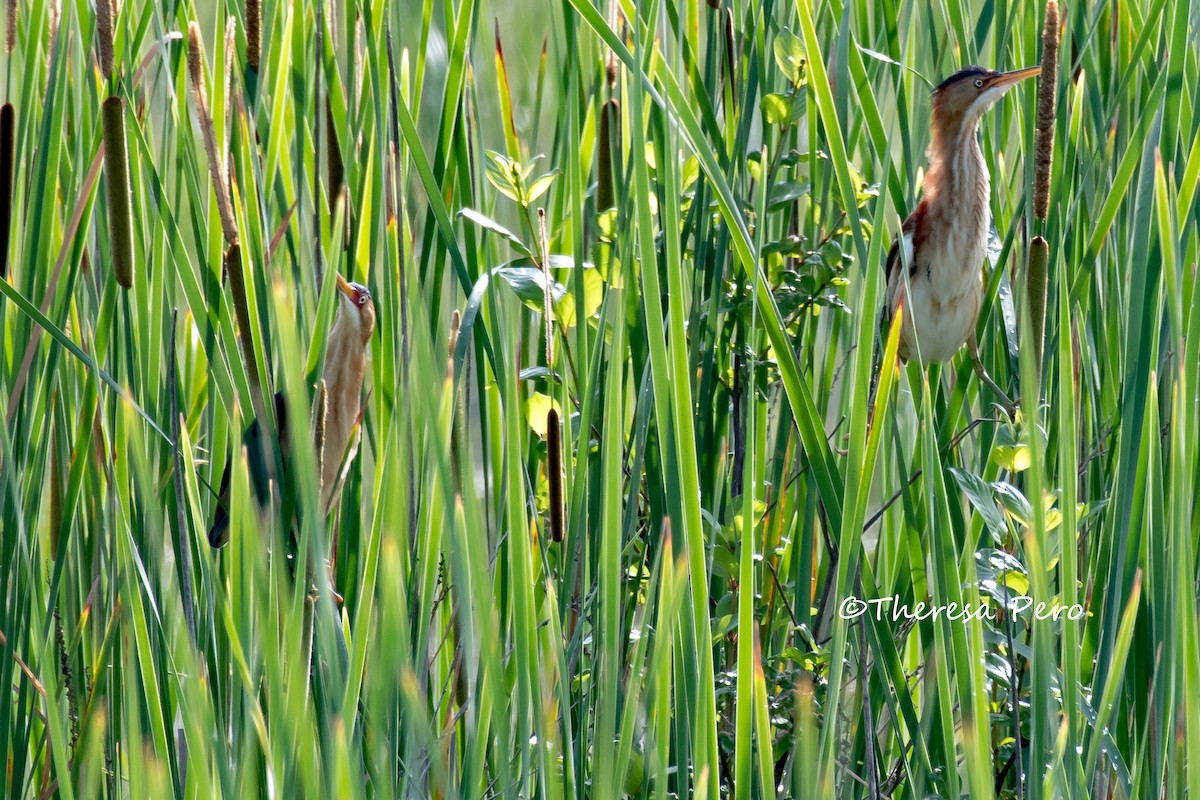 Least Bittern - ML166656361