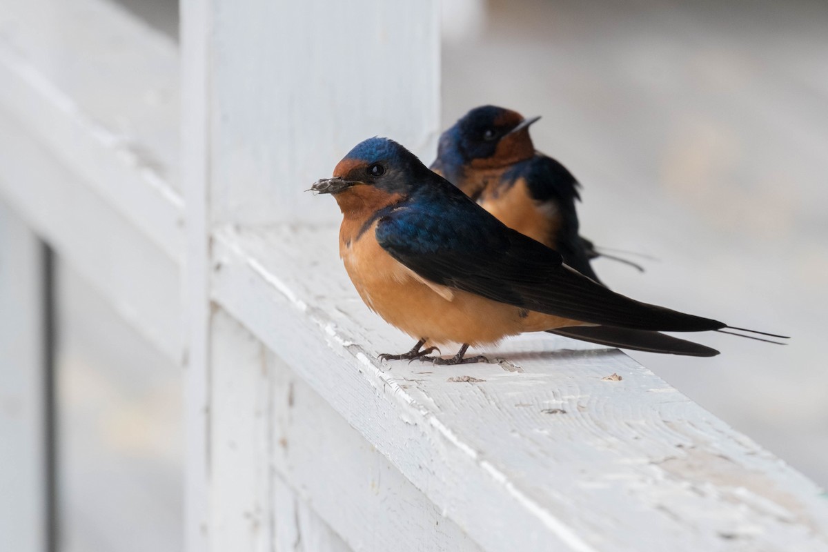 Golondrina Común (tytleri) - ML166656801