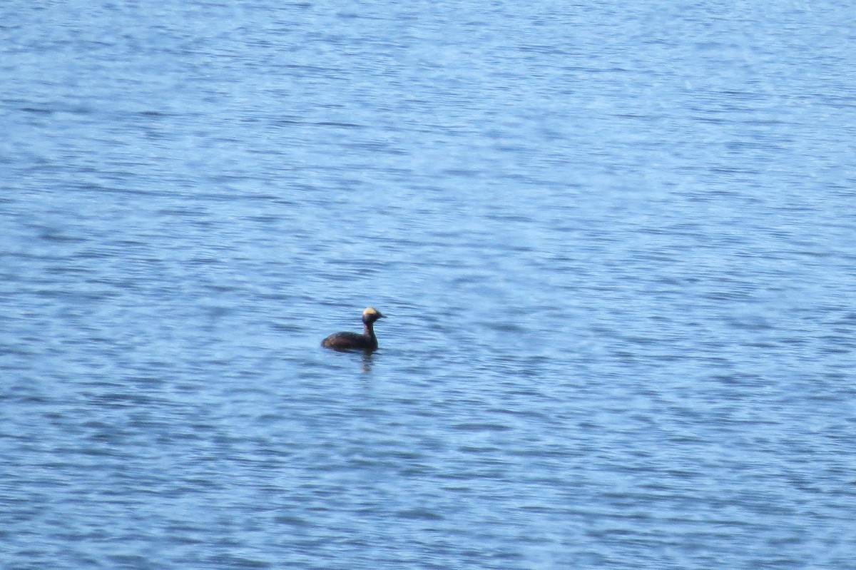 Horned Grebe - ML166662081