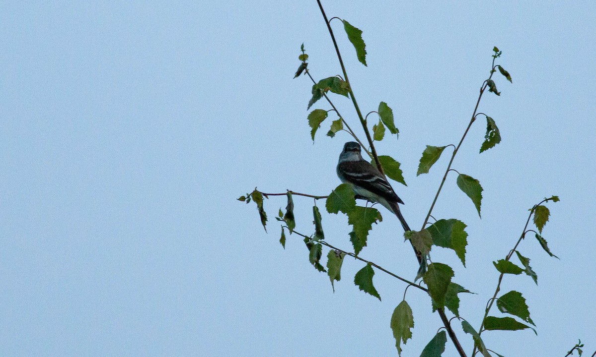 Alder Flycatcher - ML166664201