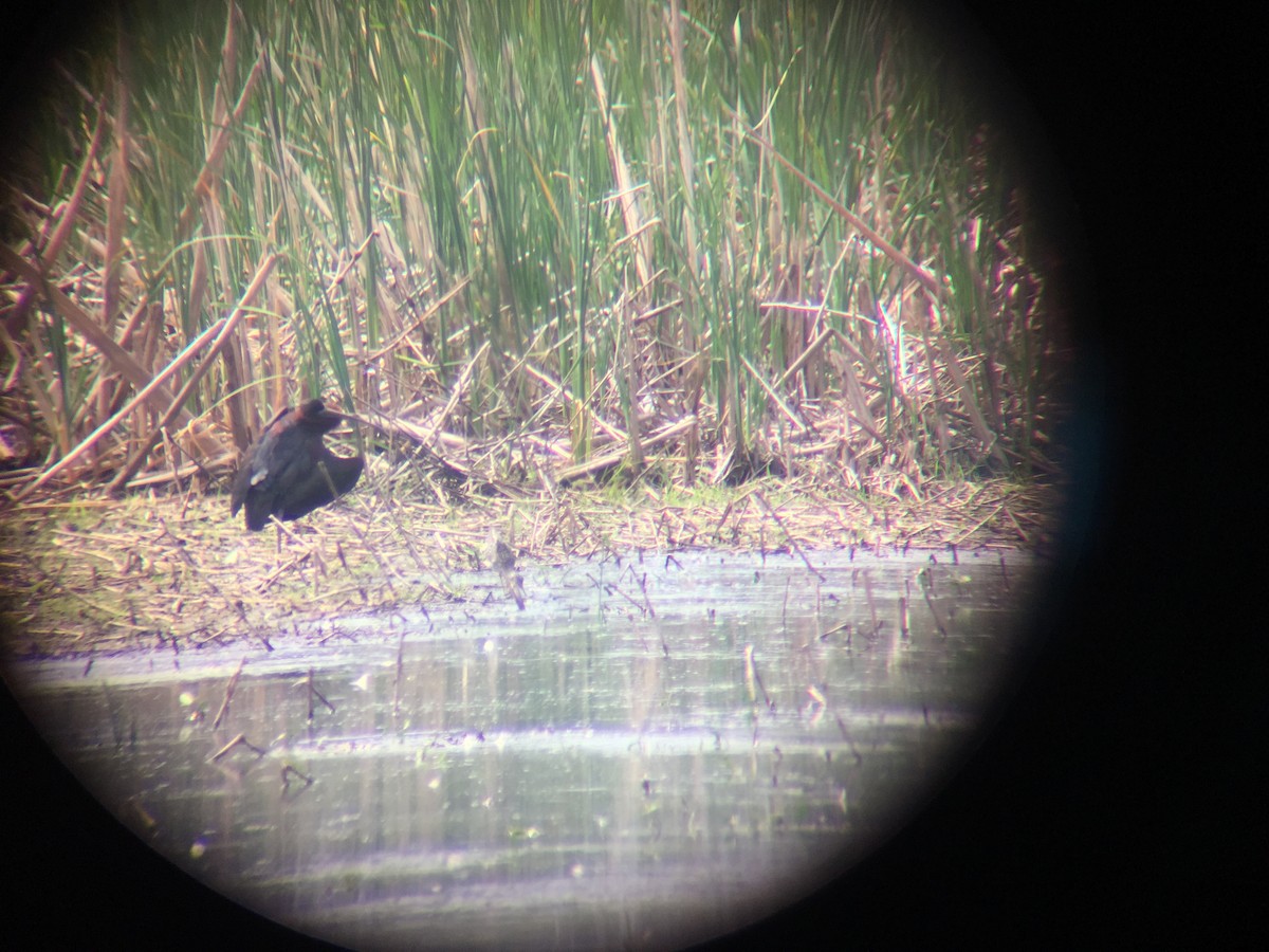 Glossy/White-faced Ibis - ML166664411