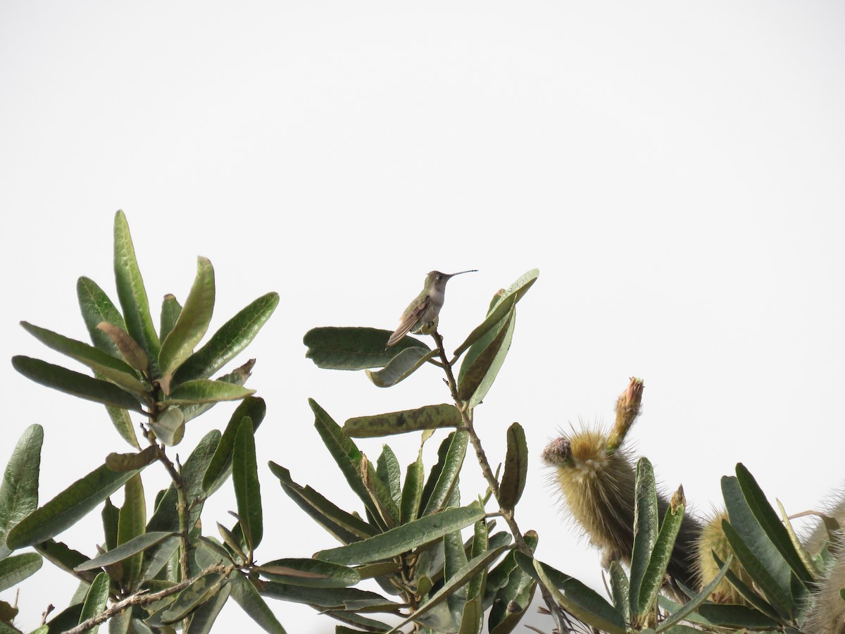 Oasis Hummingbird - Manuel Roncal