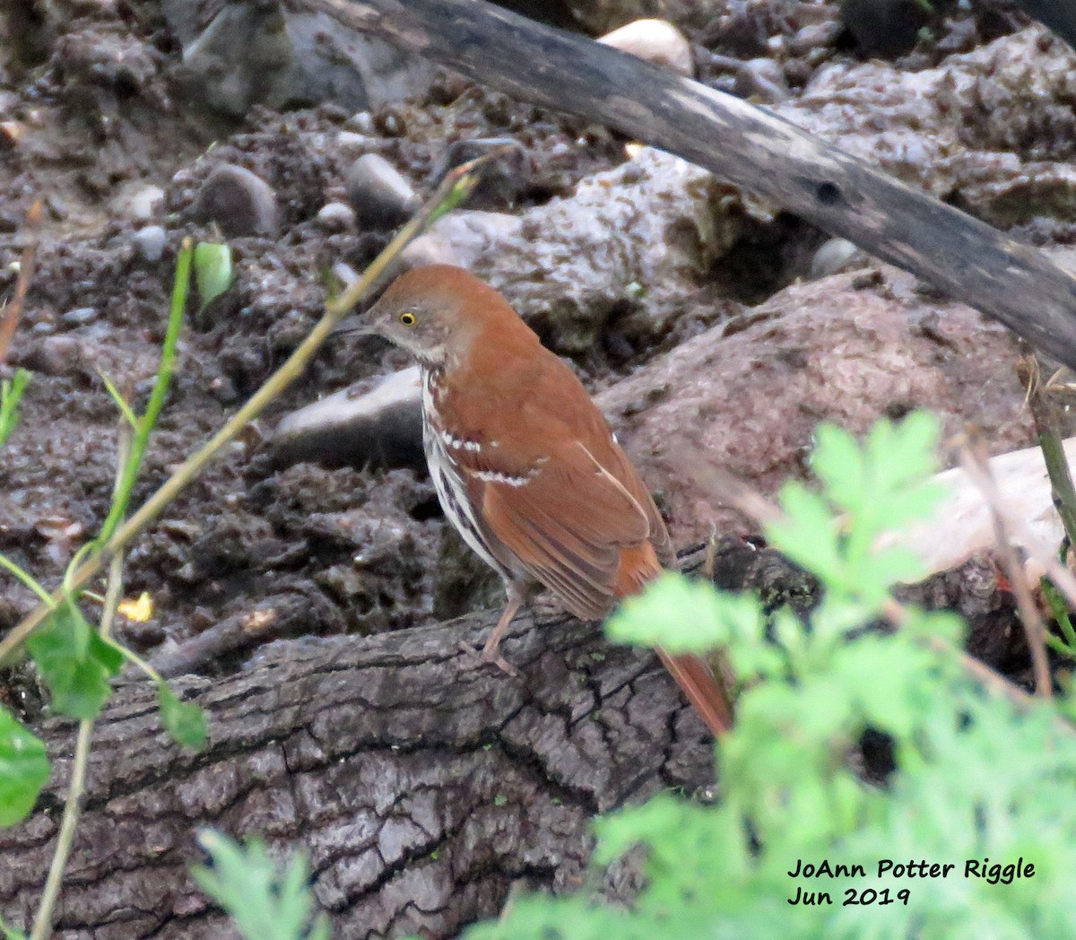 Brown Thrasher - ML166667101