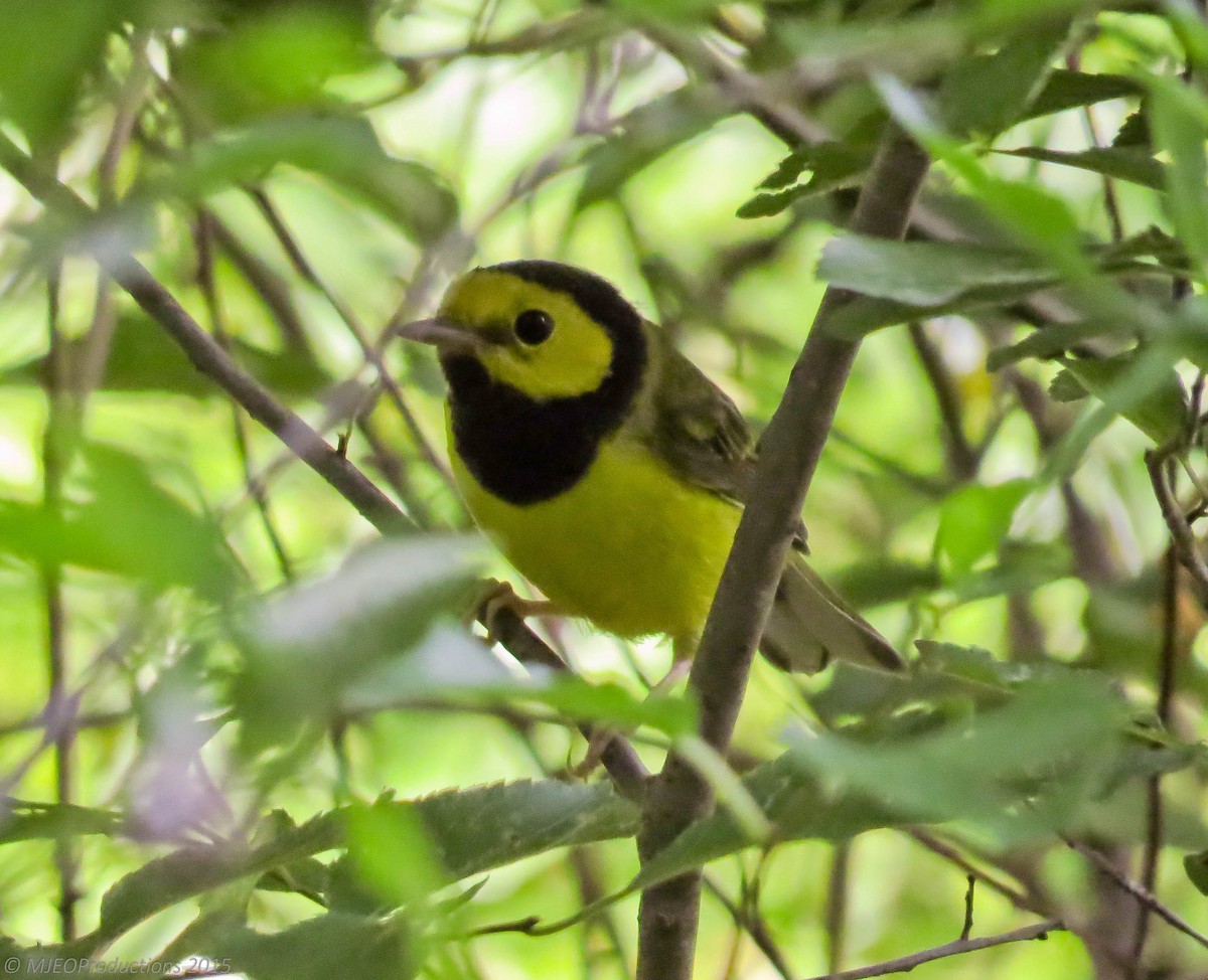 Hooded Warbler - ML166667651