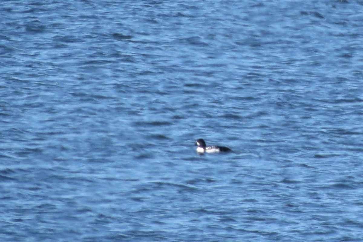 Barrow's Goldeneye - ML166668211