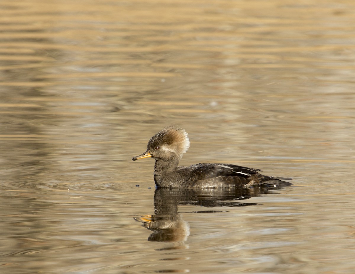 Hooded Merganser - ML166669411