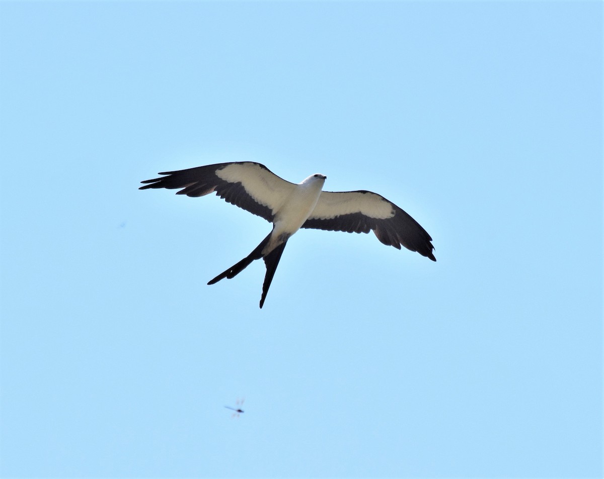 Swallow-tailed Kite - ML166670331