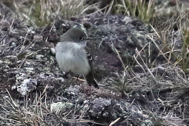 Mosquero sp. (Empidonax sp.) - ML166672861