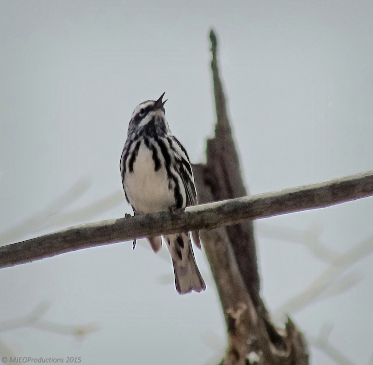 Black-and-white Warbler - ML166674021