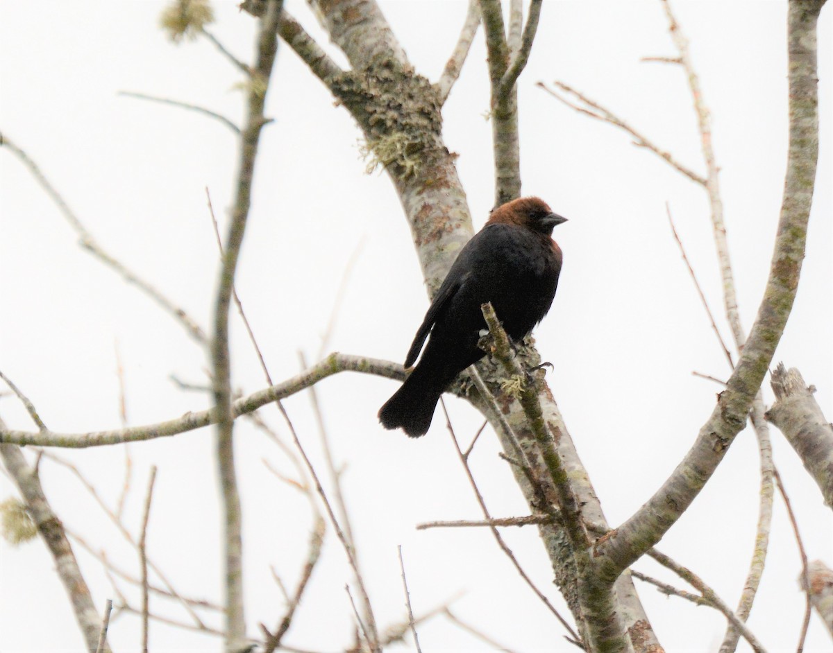 Brown-headed Cowbird - ML166674331