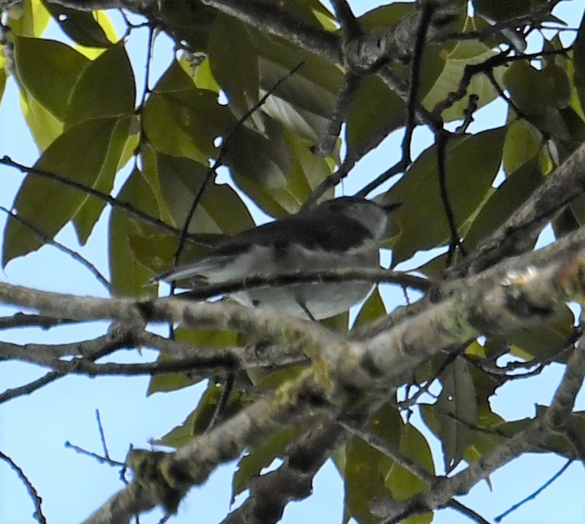 Gray Thornbill - ML166675131