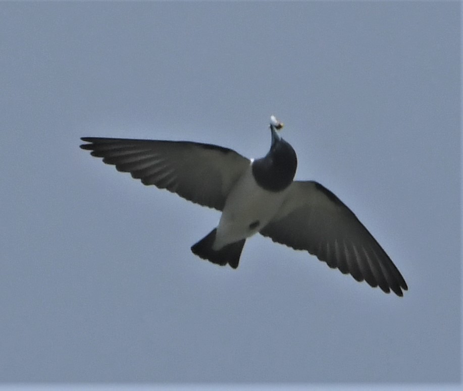 Great Woodswallow - ML166675221