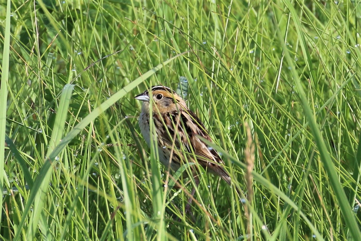 LeConte's Sparrow - ML166675941