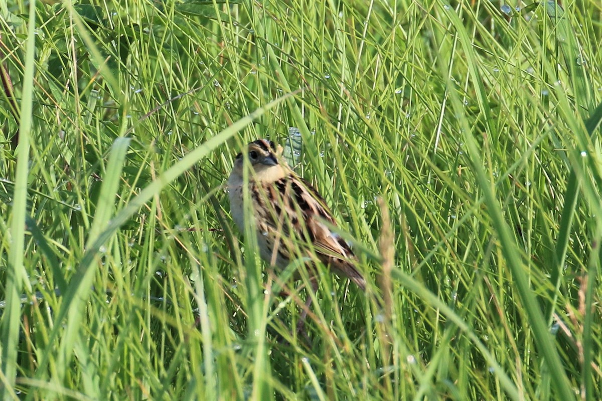 LeConte's Sparrow - ML166675951