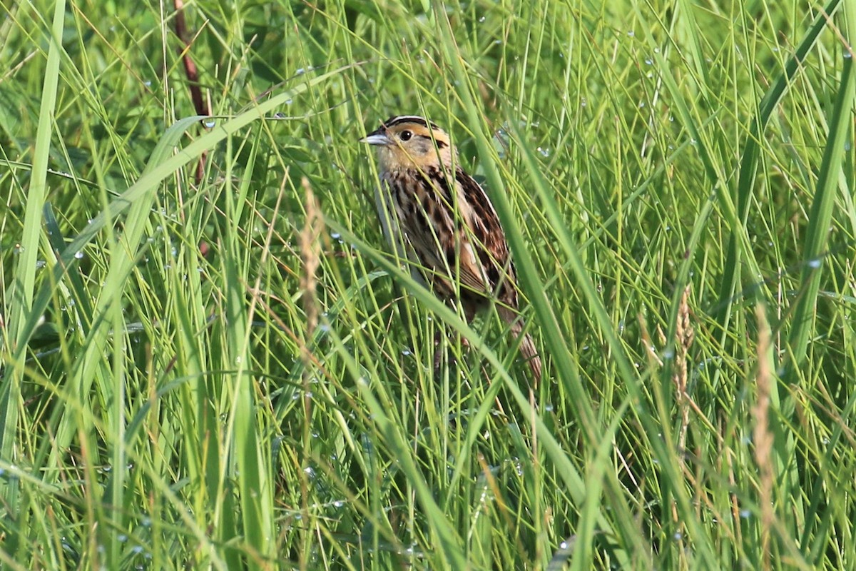 LeConte's Sparrow - ML166675961