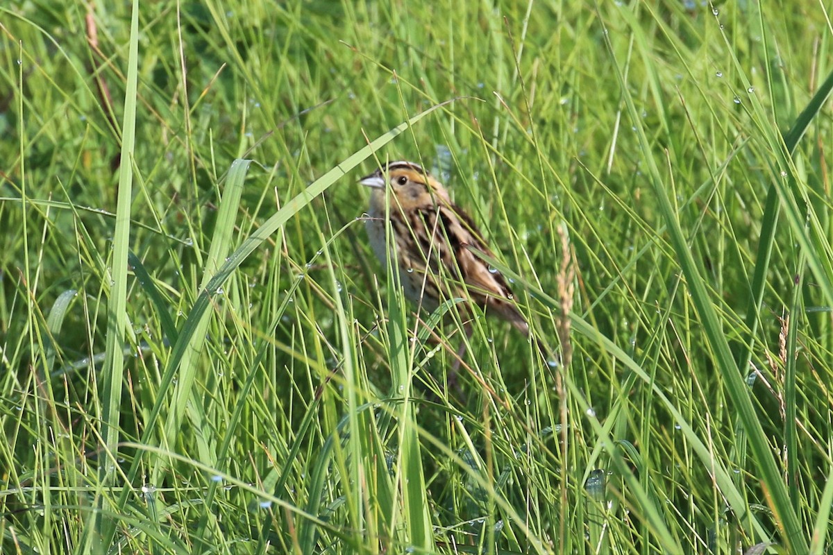 LeConte's Sparrow - ML166675971