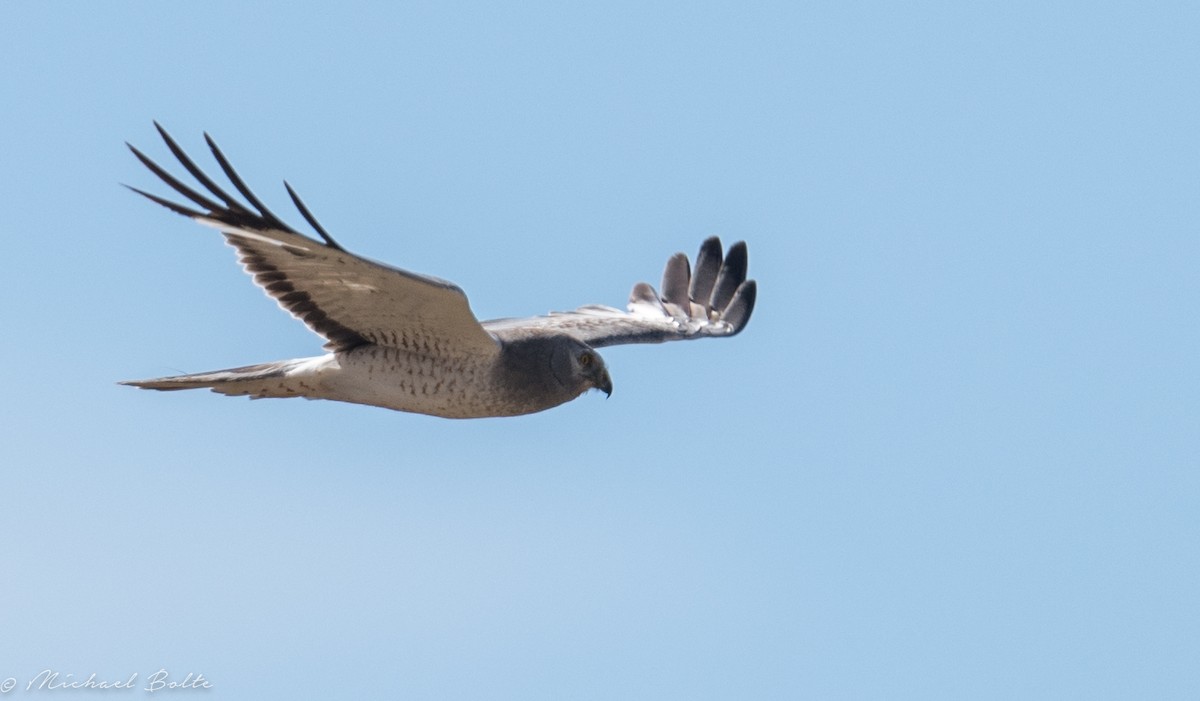 Northern Harrier - ML166676161