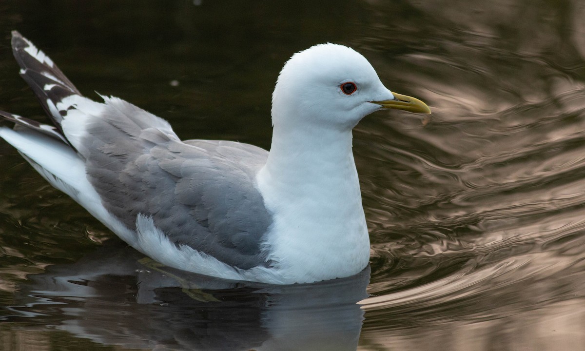Short-billed Gull - Paul Fenwick