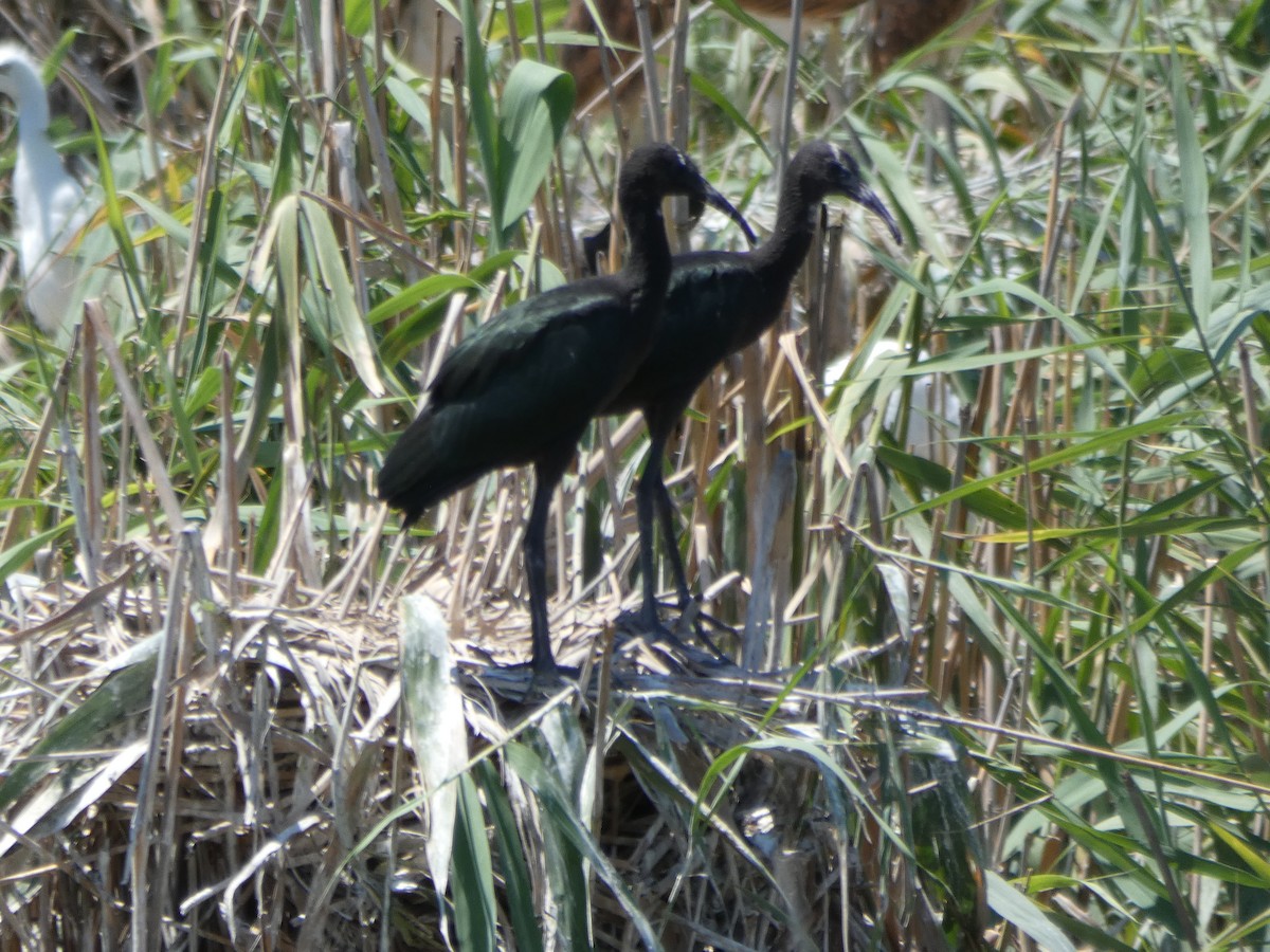 Glossy Ibis - ML166676701