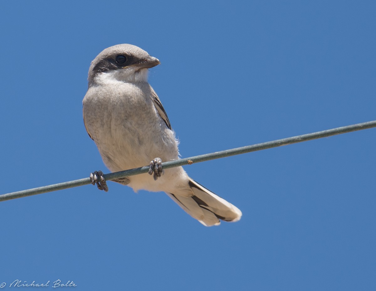 Loggerhead Shrike - ML166677031