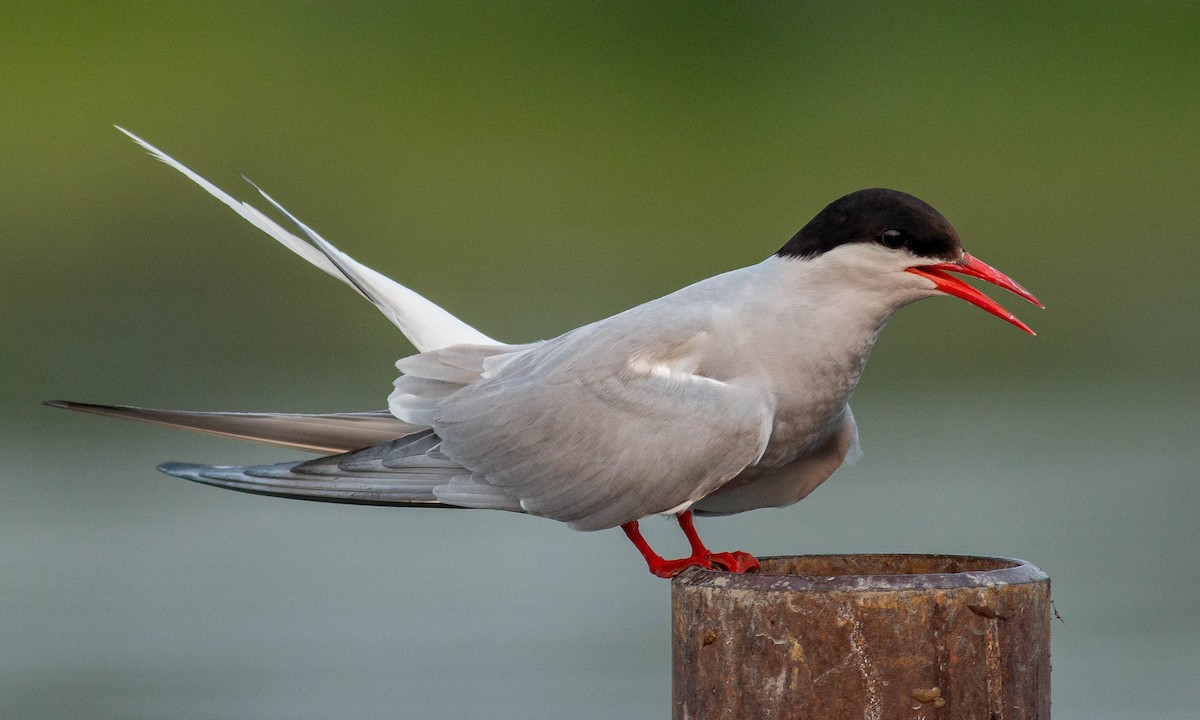 Arctic Tern - Paul Fenwick