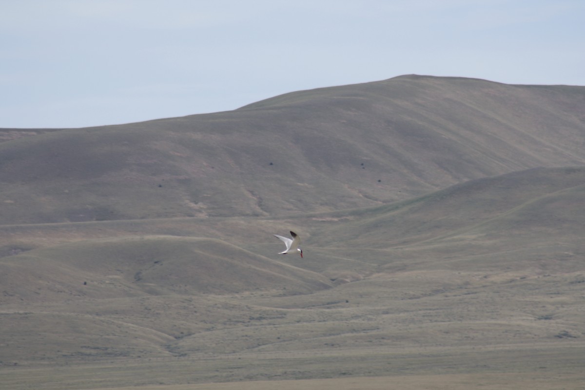 Caspian Tern - Stollery & Flood