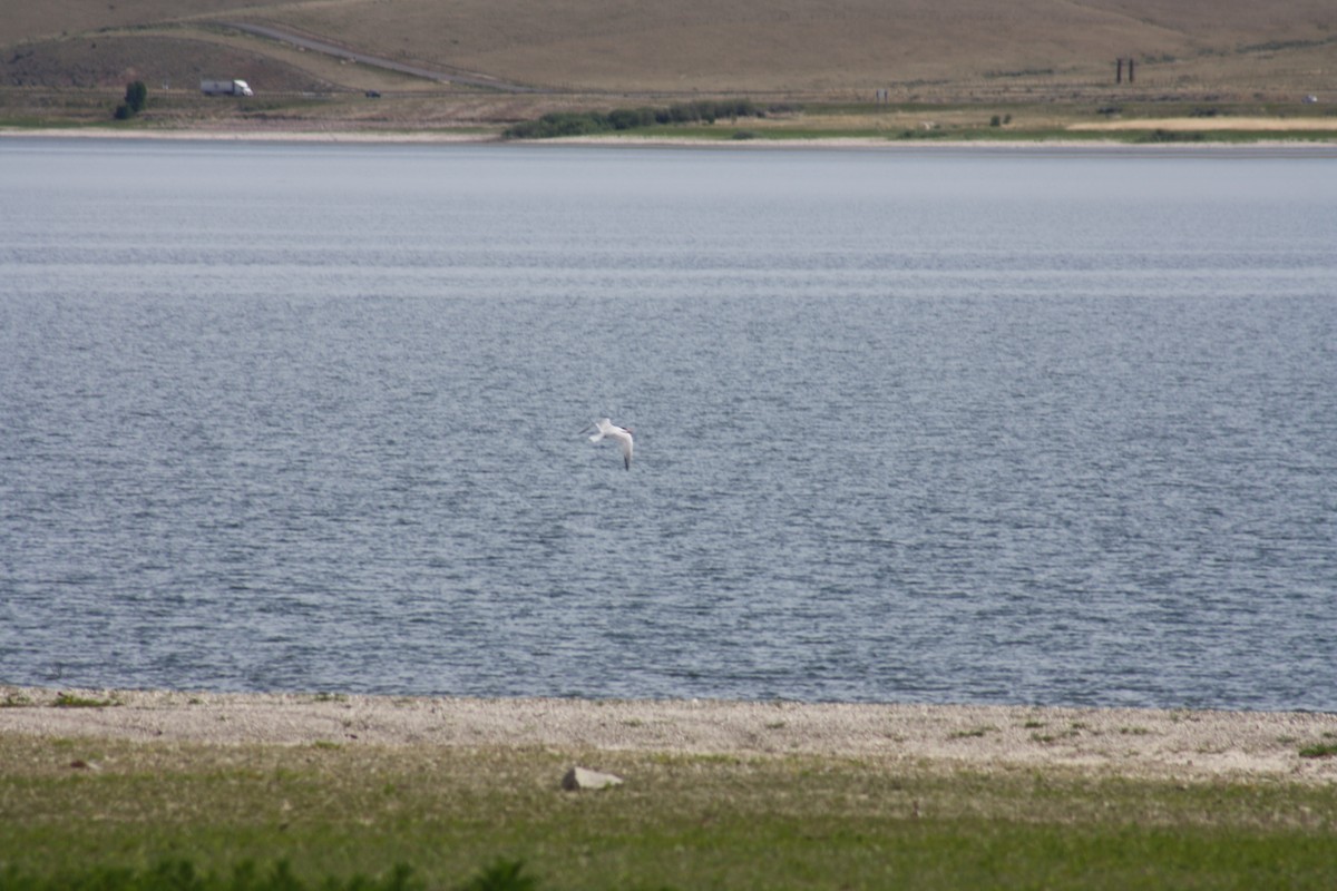 Caspian Tern - Stollery & Flood