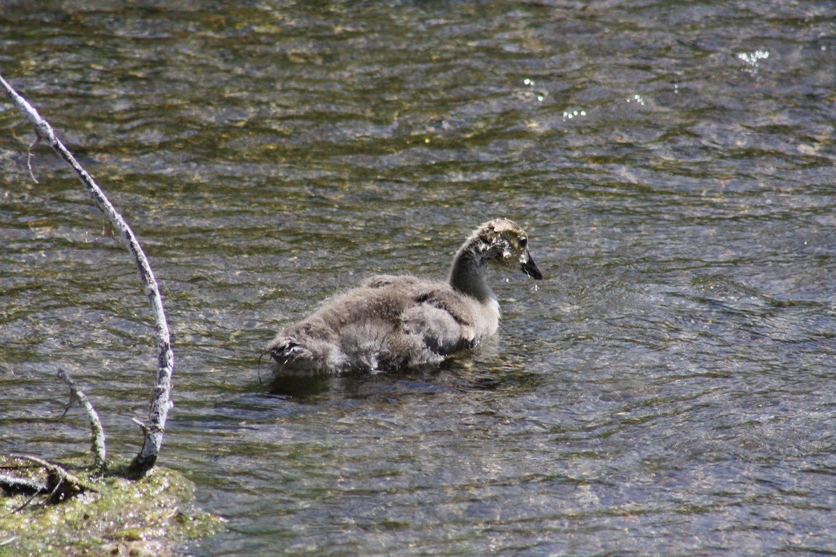 Canada Goose - ML166678871