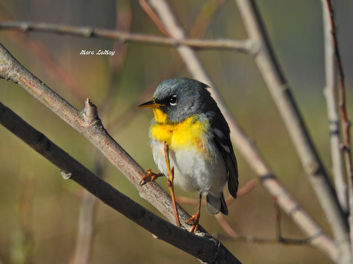 Parula Norteña - ML166680931