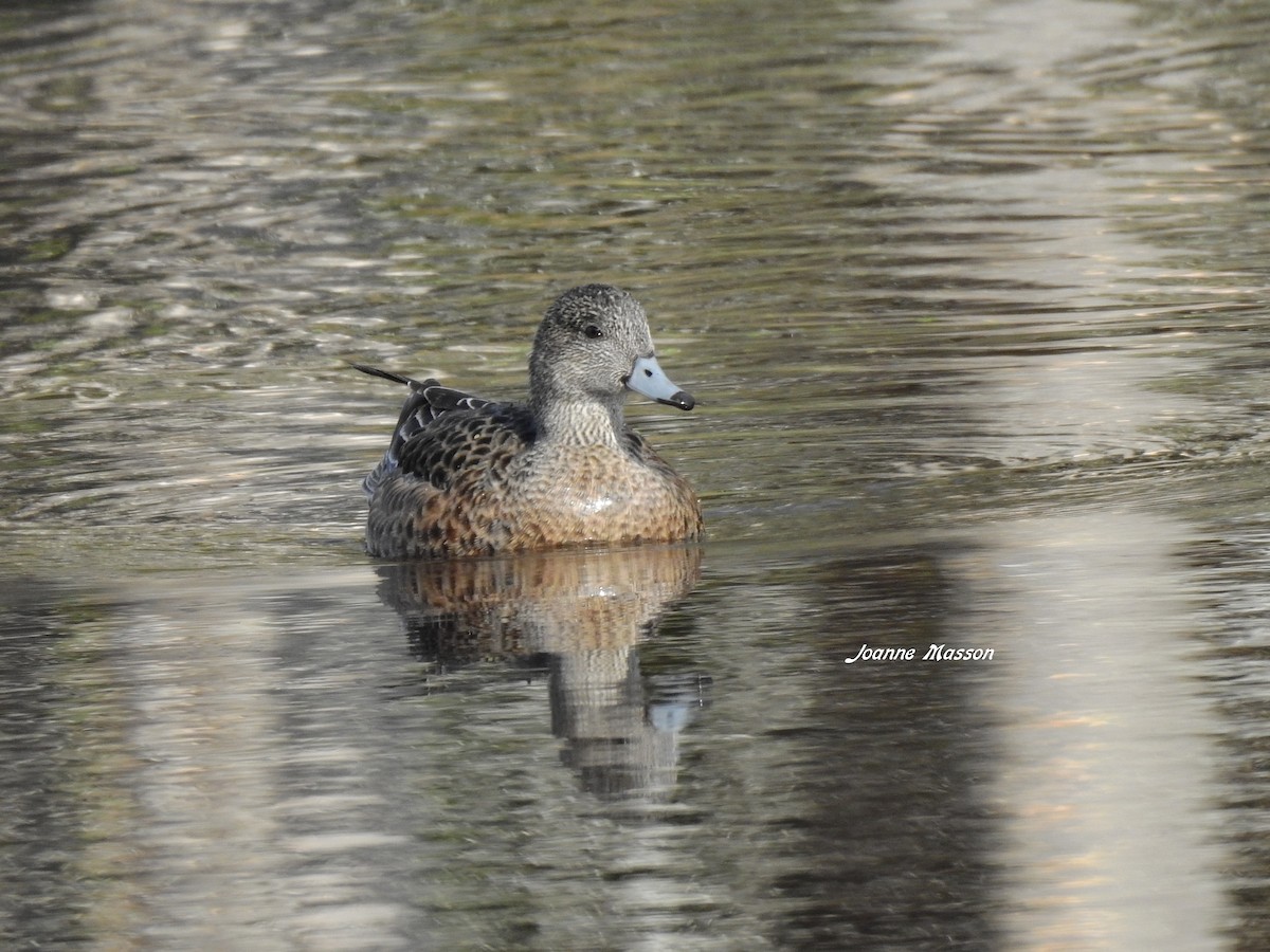 American Wigeon - ML166681131