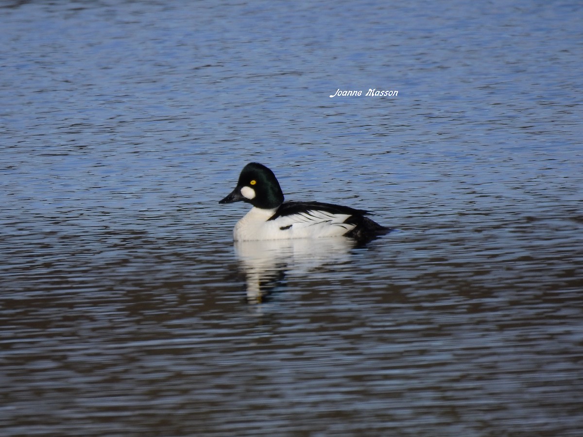 Common Goldeneye - ML166681221