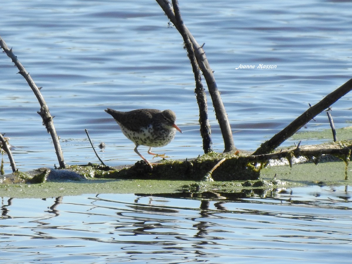 Spotted Sandpiper - ML166681311