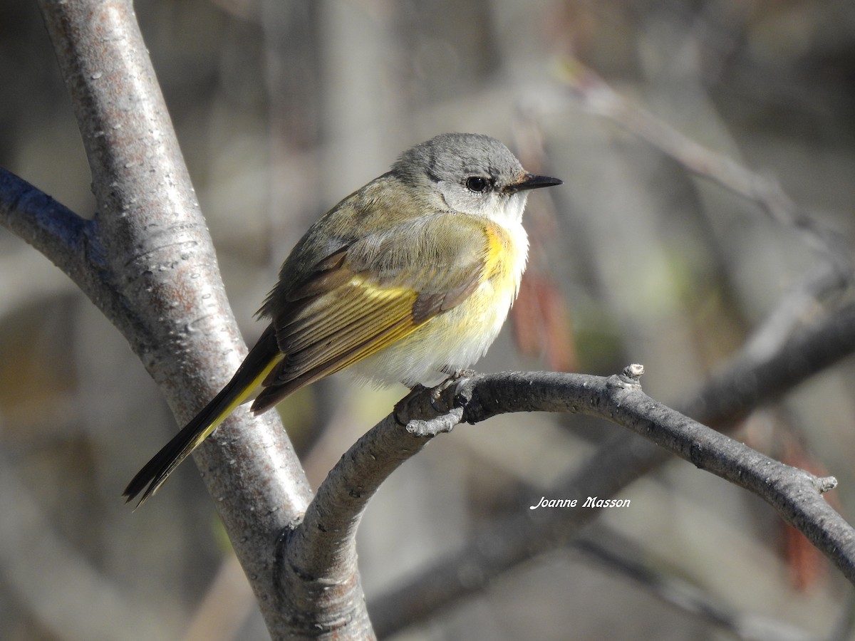 American Redstart - ML166681511