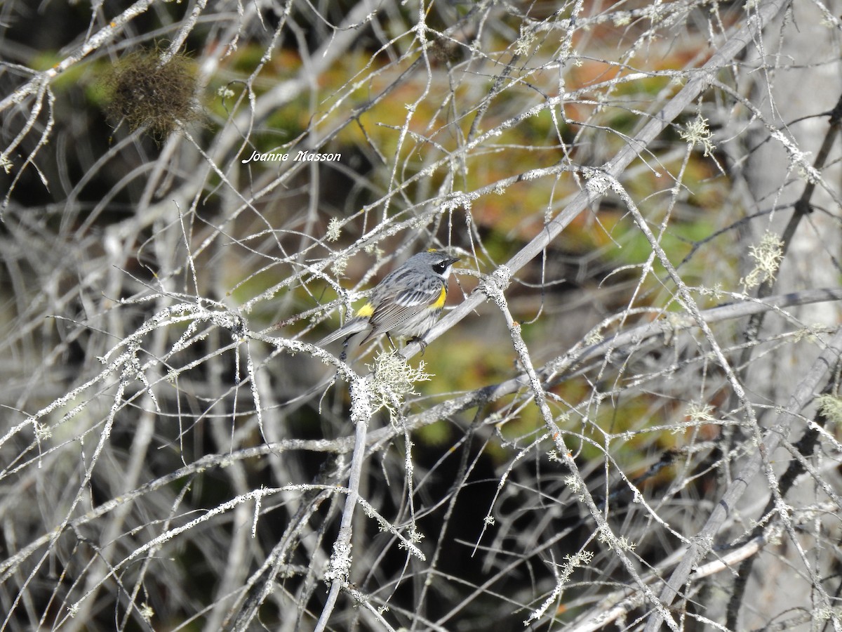 Yellow-rumped Warbler - ML166681981