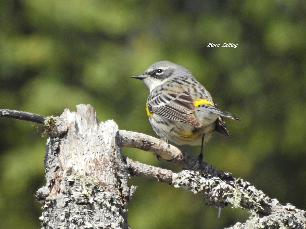 Yellow-rumped Warbler - ML166681991