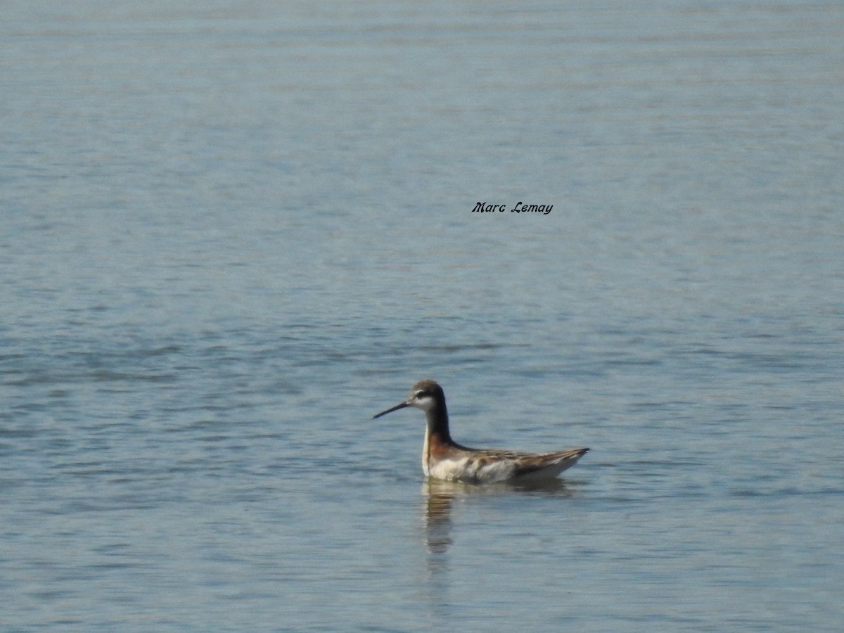 Falaropo Tricolor - ML166682481