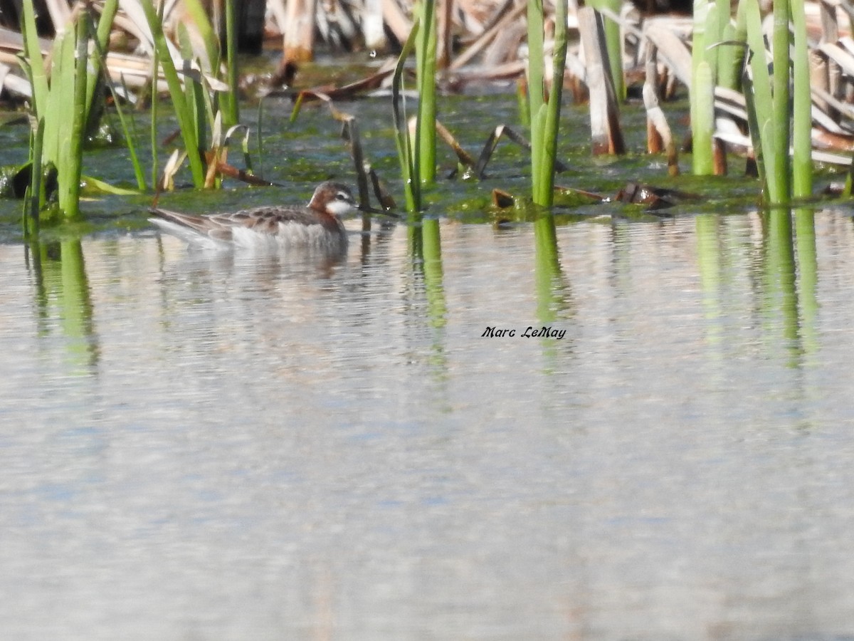 hvithalesvømmesnipe - ML166682491