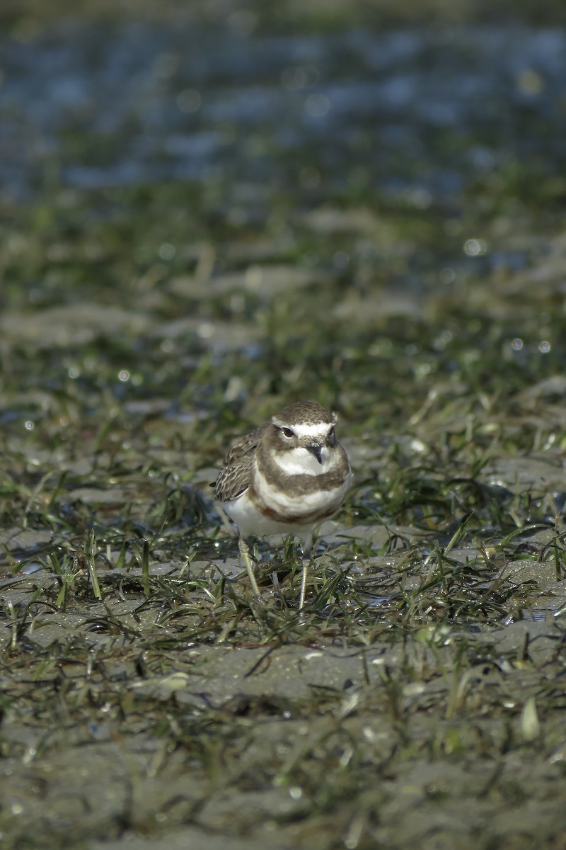 Double-banded Plover - ML166683021