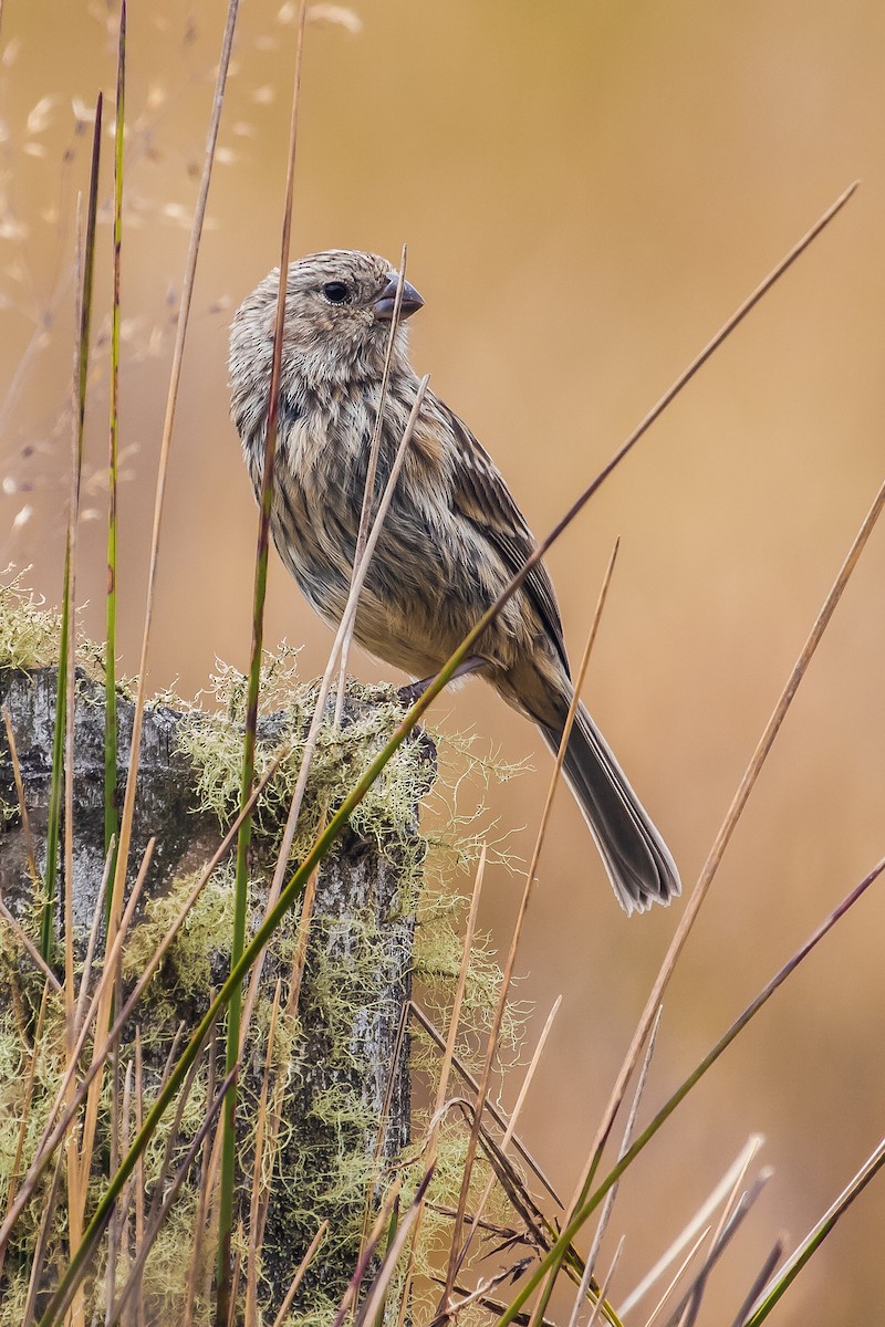 Band-tailed Seedeater - David Monroy Rengifo