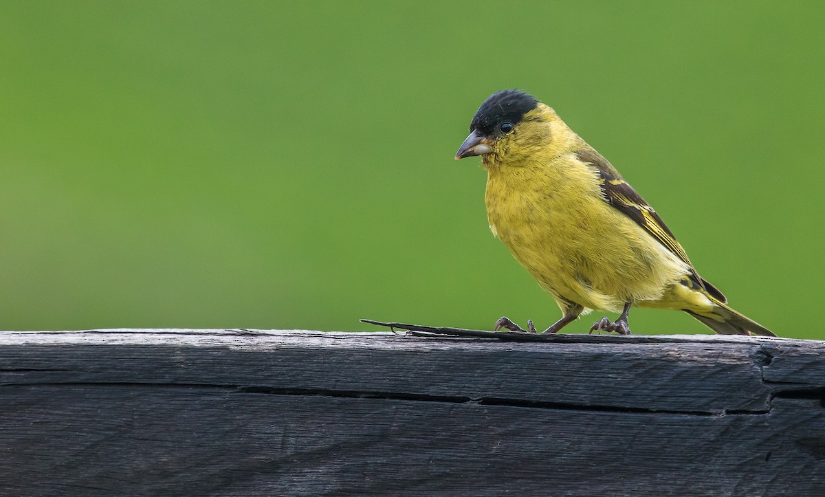 Andean Siskin - ML166685531
