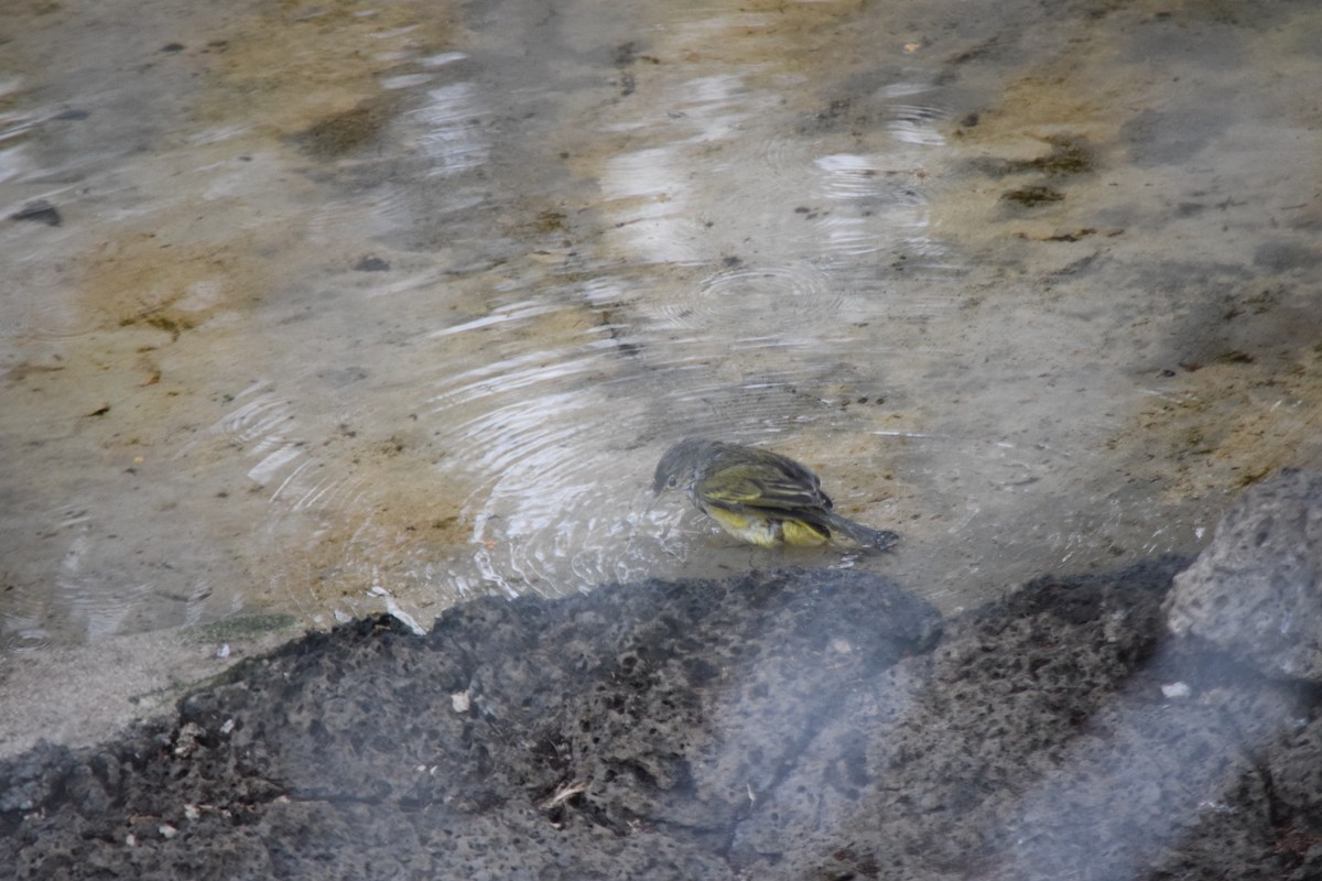 Yellow Warbler (Galapagos) - ML166685751