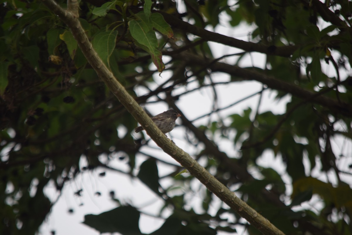 Small Ground-Finch - ML166686491