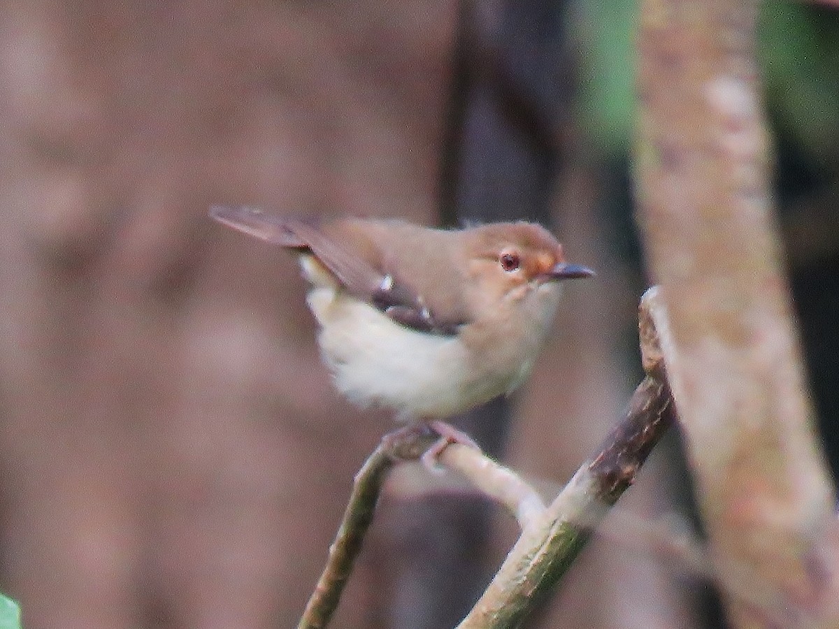 Tropical Scrubwren - ML166686651