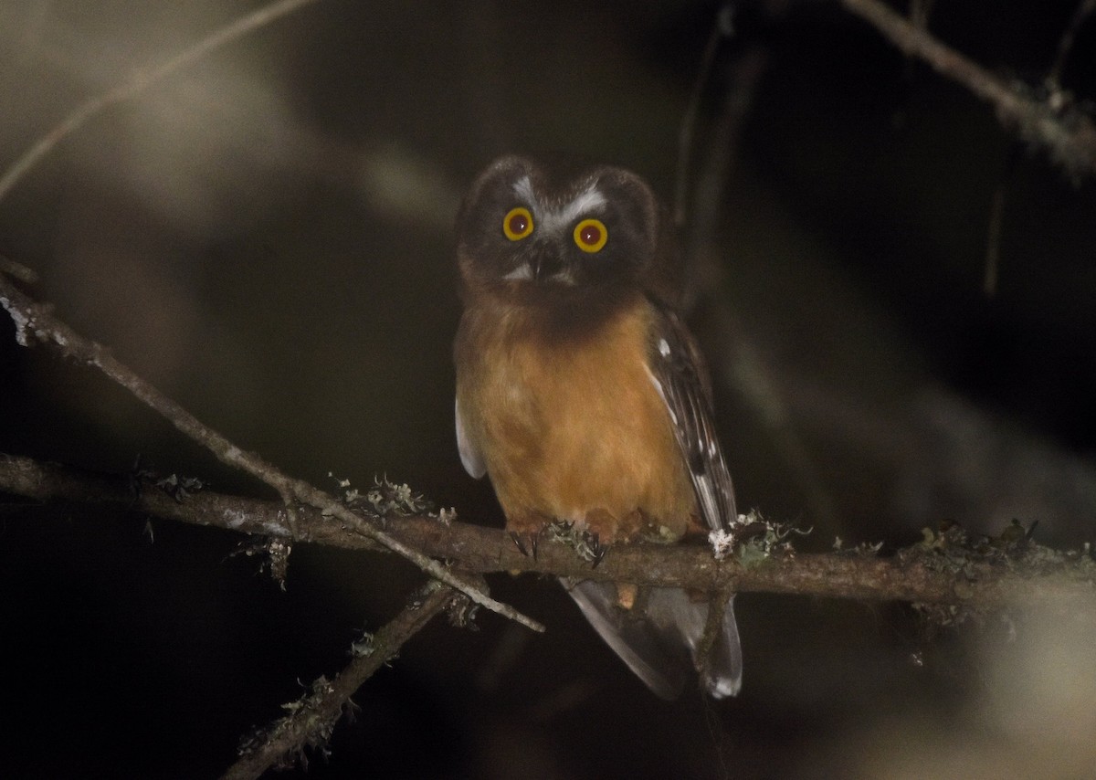 Northern Saw-whet Owl - ML166689951