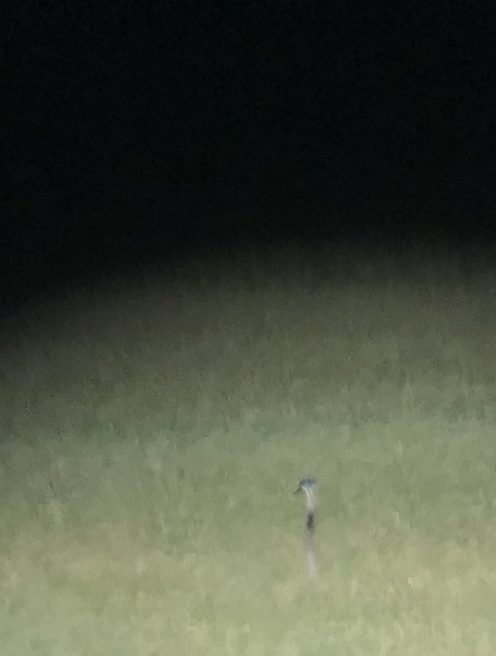 Common Crane - Richard Dean