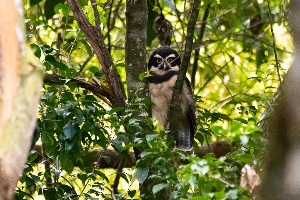 Spectacled Owl - ML166695461