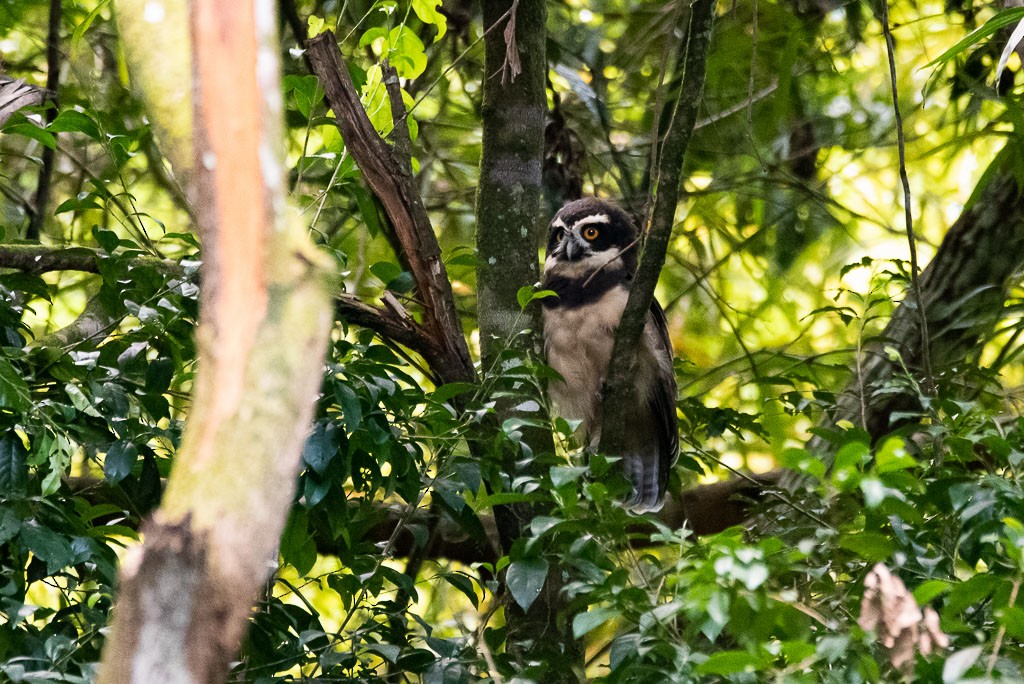 Spectacled Owl - ML166695471
