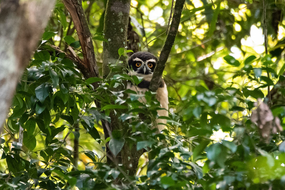 Spectacled Owl - ML166695481