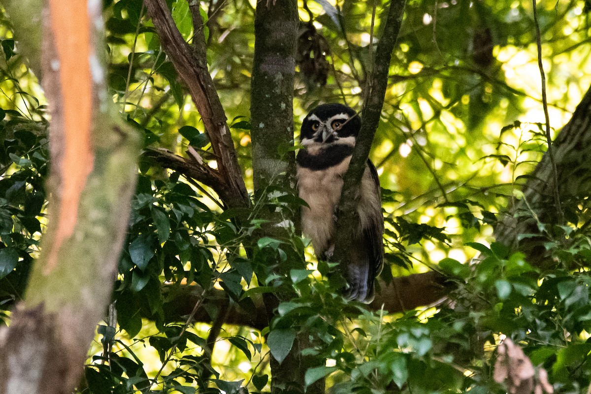 Spectacled Owl - ML166695491